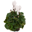 Alpenveilchen weiß 13 cm Topf
