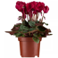 Alpenveilchen 'Fantasy' bordeaux 13 cm Topf