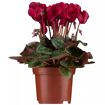 hauptbild