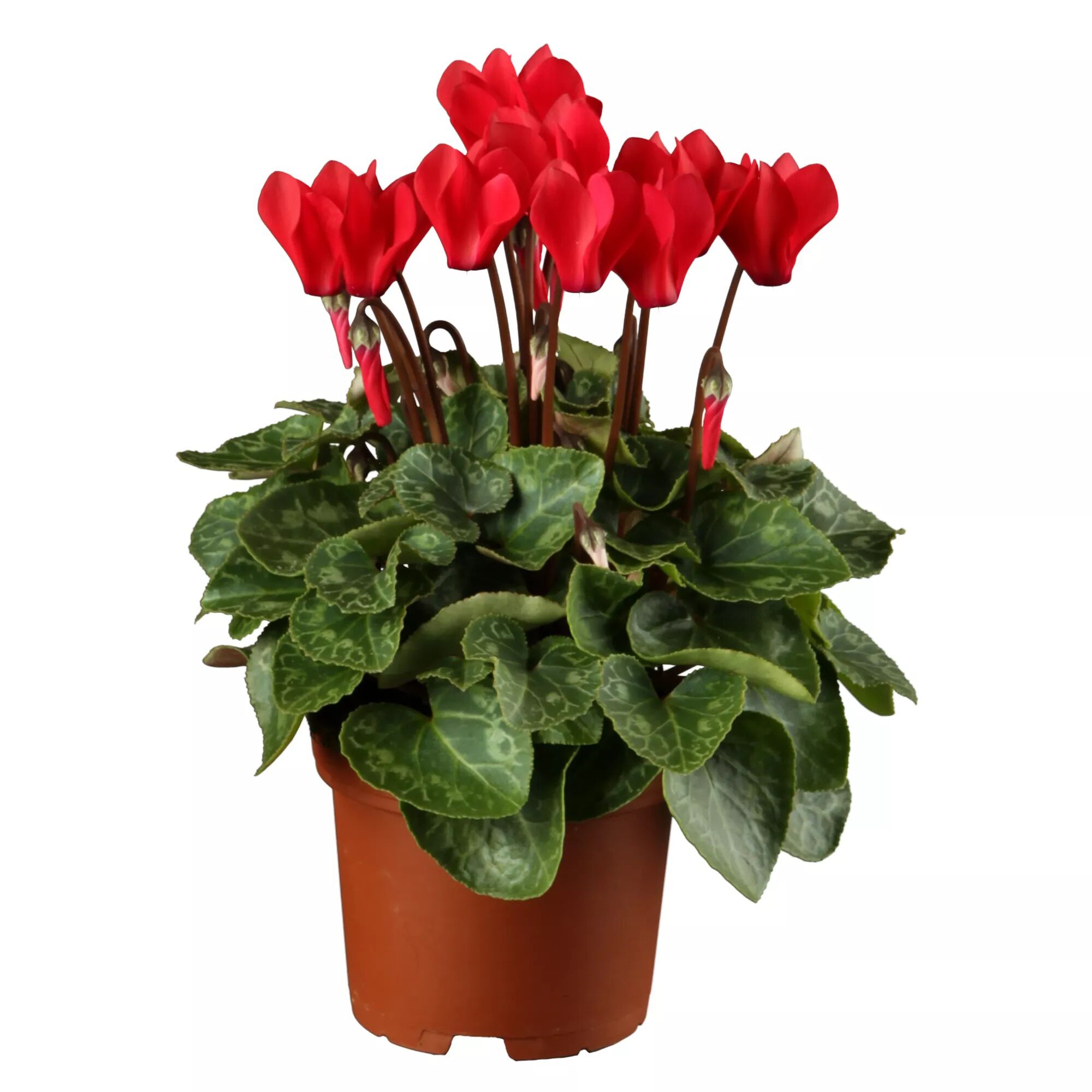 Topf mit roter Alpenveilchen