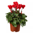 Alpenveilchen 'Fantasy' rot 13 cm Topf