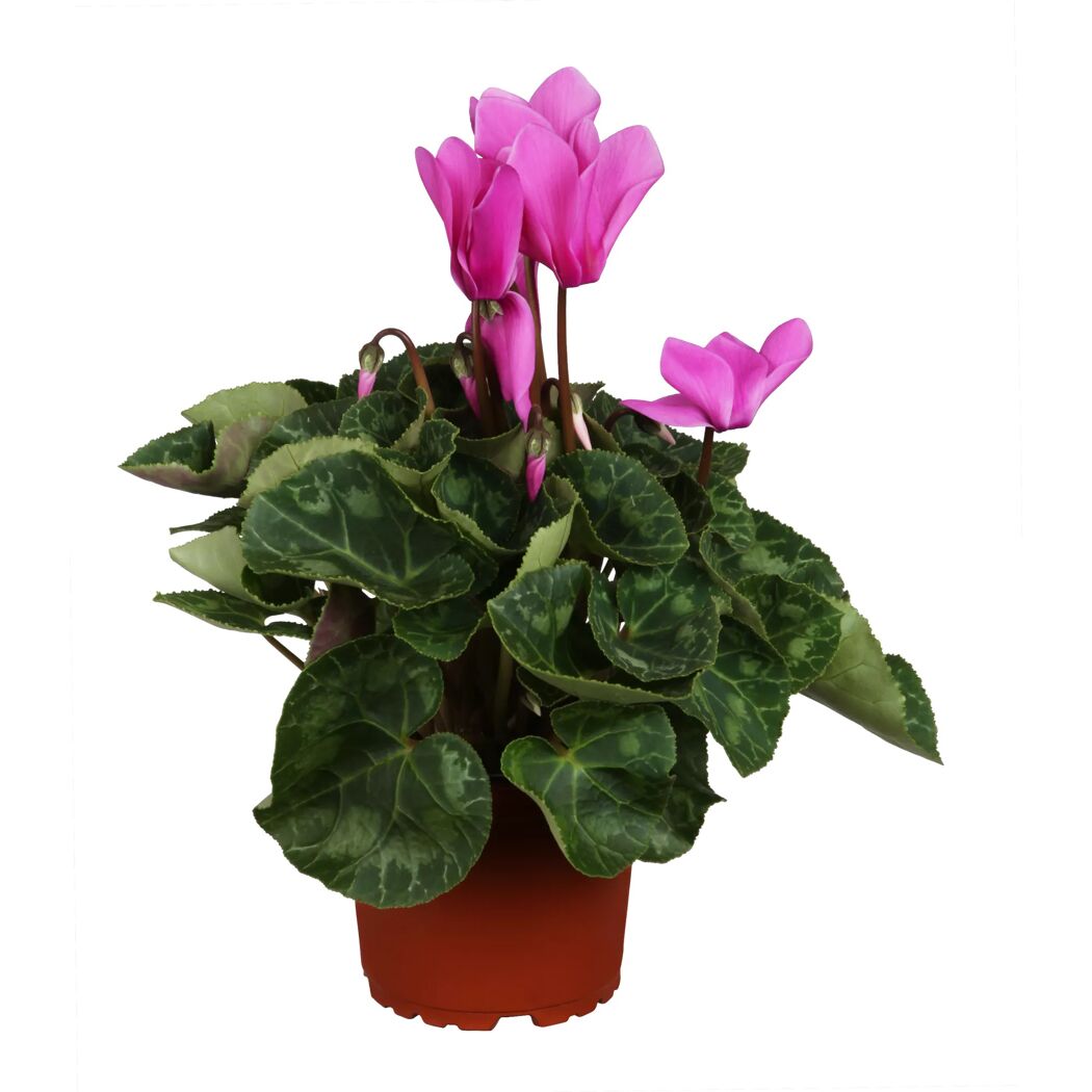 Topfpflanze Alpenveilchen mit pinken Blüten