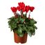 Alpenveilchen midi rot 10,5 cm Topf 3er Set