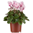 Alpenveilchen midi rosa 10,5 cm Topf 3er Set