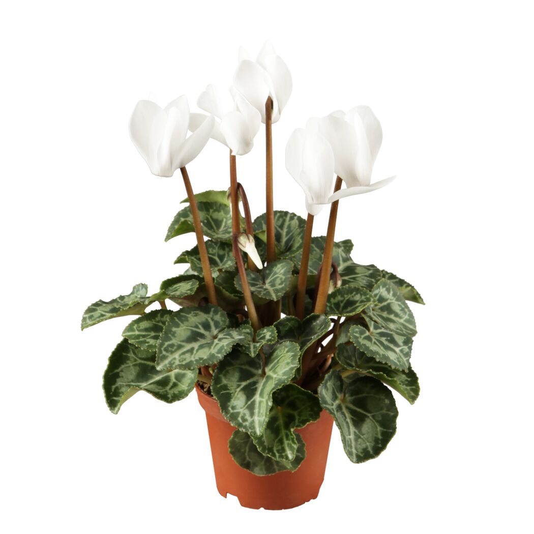 Alpenveilchen midi weiß 10,5 cm Topf 3er Set
