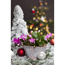 Verkleinertes Bild von Weihnachtskaktus rosa 11 cm Topf