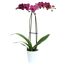 Schmetterlingsorchidee 2 Rispen purpur 12 cm Topf