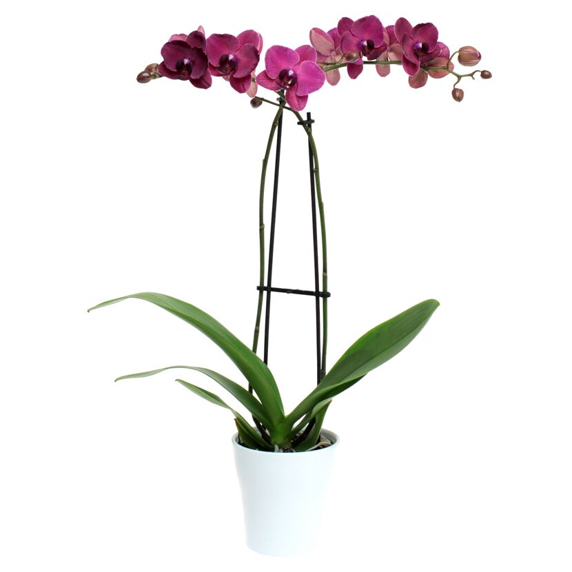 Schmetterlingsorchidee 2 Rispen purpur 12 cm Topf