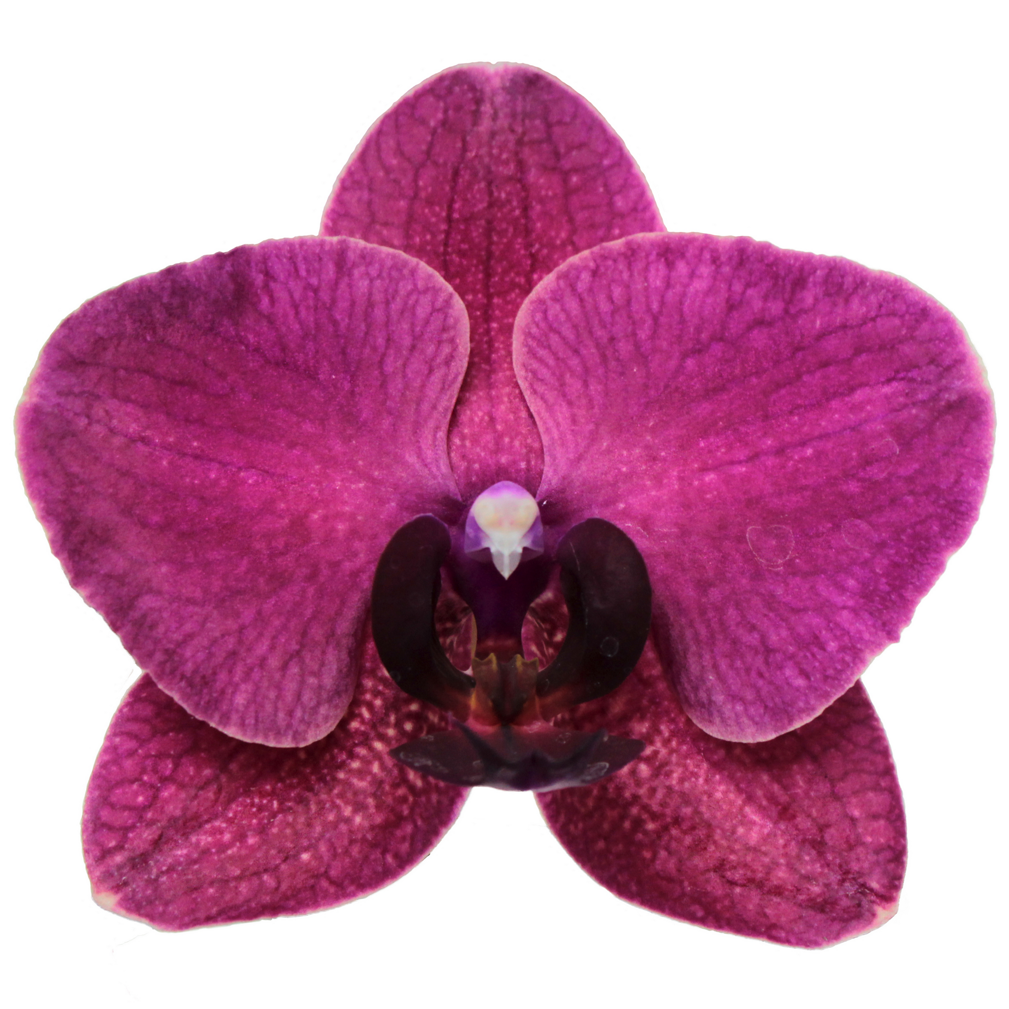 Schmetterlingsorchidee 2 Rispen purpur 12 cm Topf + product picture
