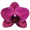 Schmetterlingsorchidee 2 Rispen purpur 12 cm Topf