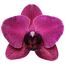 Schmetterlingsorchidee 2 Rispen purpur 12 cm Topf