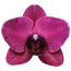Verkleinertes Bild von Schmetterlingsorchidee 2 Rispen purpur 12 cm Topf