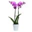 Schmetterlingsorchidee 2 Rispen dunkelrosa 12 cm Topf
