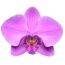 Schmetterlingsorchidee 2 Rispen dunkelrosa 12 cm Topf