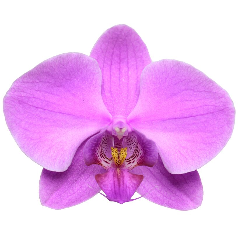 Schmetterlingsorchidee 2 Rispen dunkelrosa 12 cm Topf