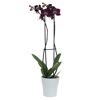 Schmetterlingsorchidee 2 Rispen dunkelrot 12 cm Topf