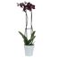Schmetterlingsorchidee 2 Rispen dunkelrot 12 cm Topf