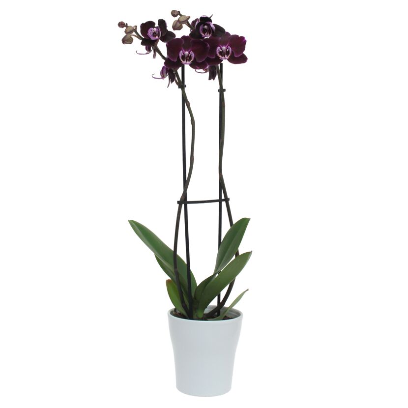 Schmetterlingsorchidee 2 Rispen dunkelrot 12 cm Topf