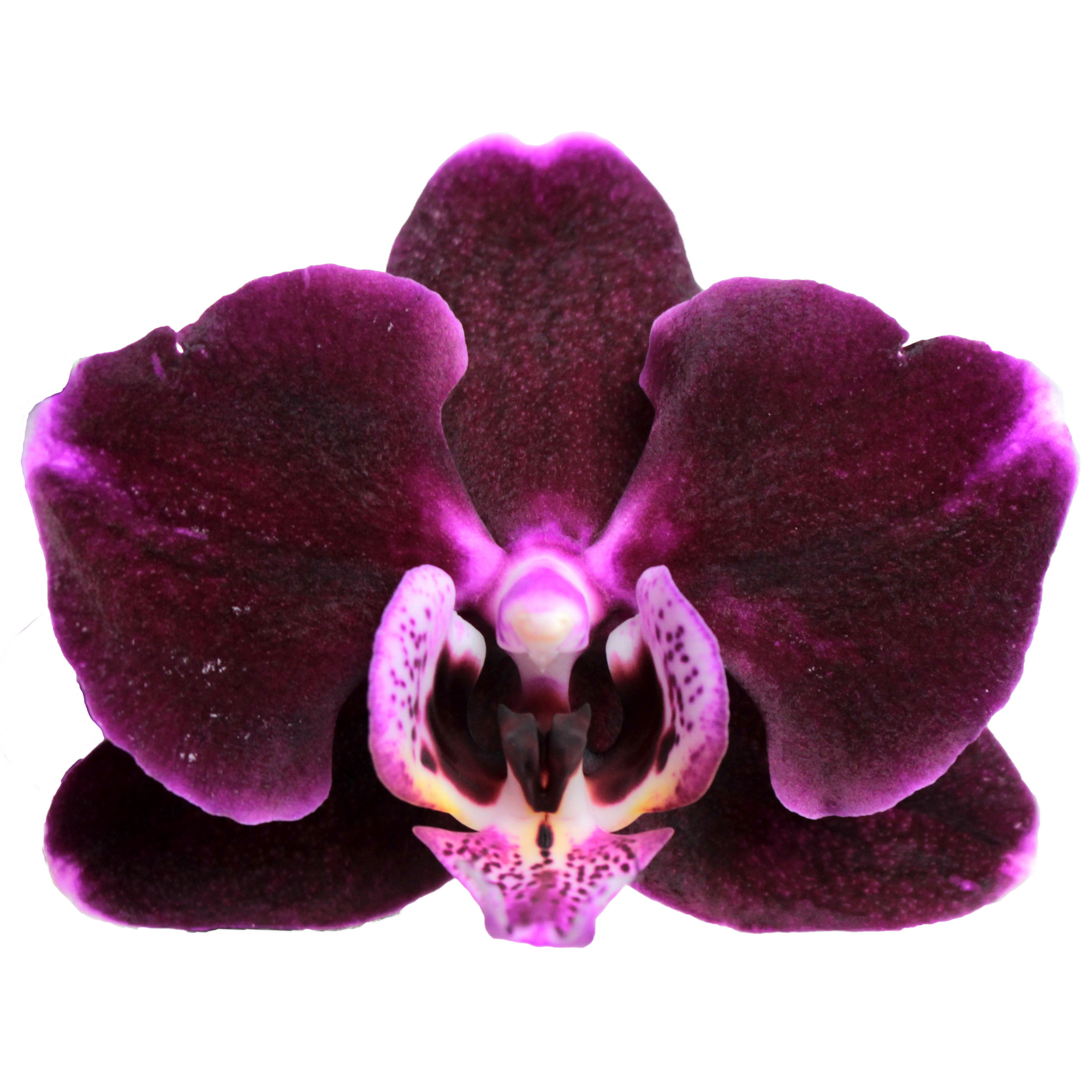Schmetterlingsorchidee 2 Rispen dunkelrot 12 cm Topf + product picture