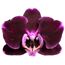 Schmetterlingsorchidee 2 Rispen dunkelrot 12 cm Topf