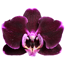 Verkleinertes Bild von Schmetterlingsorchidee 2 Rispen dunkelrot 12 cm Topf