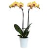 Schmetterlingsorchidee 2 Rispen hellgelb 12 cm Topf