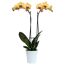 Schmetterlingsorchidee 2 Rispen hellgelb 12 cm Topf