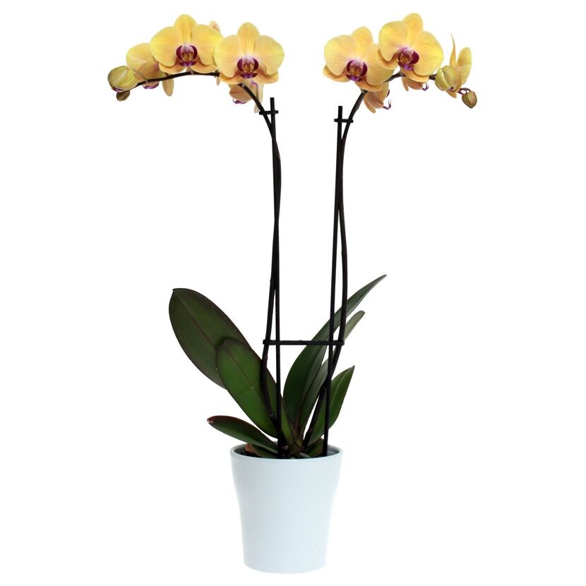 Schmetterlingsorchidee 2 Rispen hellgelb 12 cm Topf