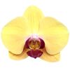 Schmetterlingsorchidee 2 Rispen hellgelb 12 cm Topf