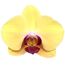 Schmetterlingsorchidee 2 Rispen hellgelb 12 cm Topf