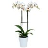 Schmetterlingsorchidee 2 Rispen weiß mit Kuhflecken 12 cm Topf