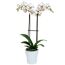 Schmetterlingsorchidee 2 Rispen weiß mit Kuhflecken 12 cm Topf