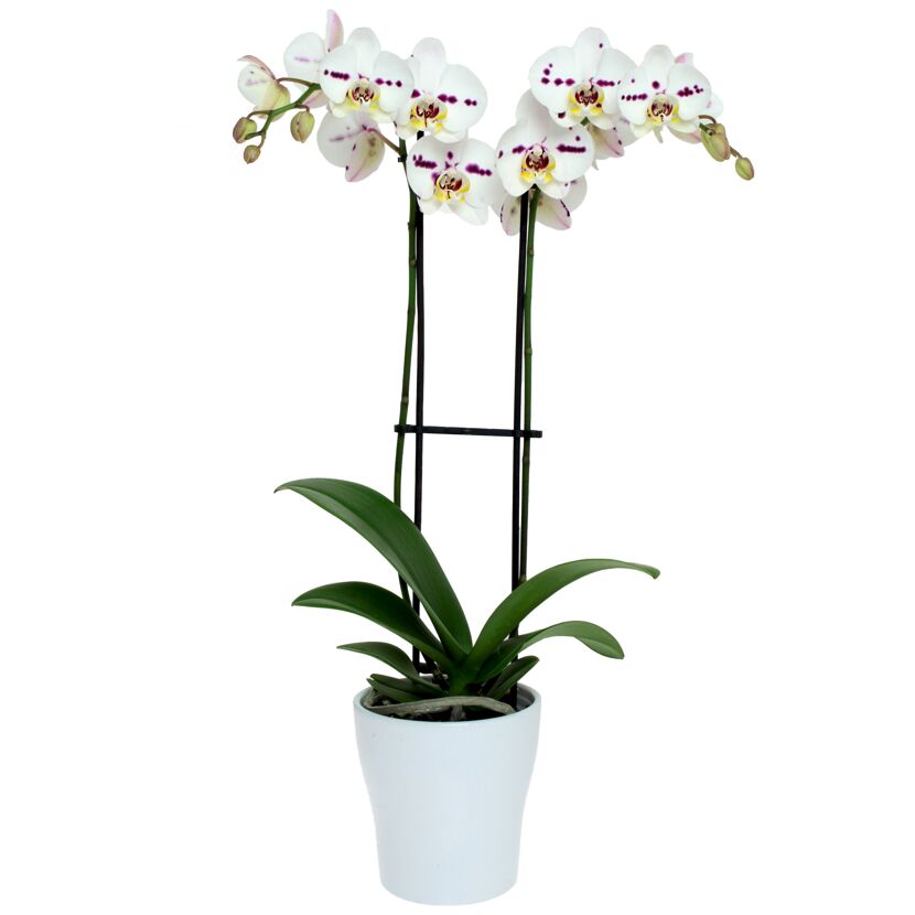 Schmetterlingsorchidee 2 Rispen weiß mit Kuhflecken 12 cm Topf