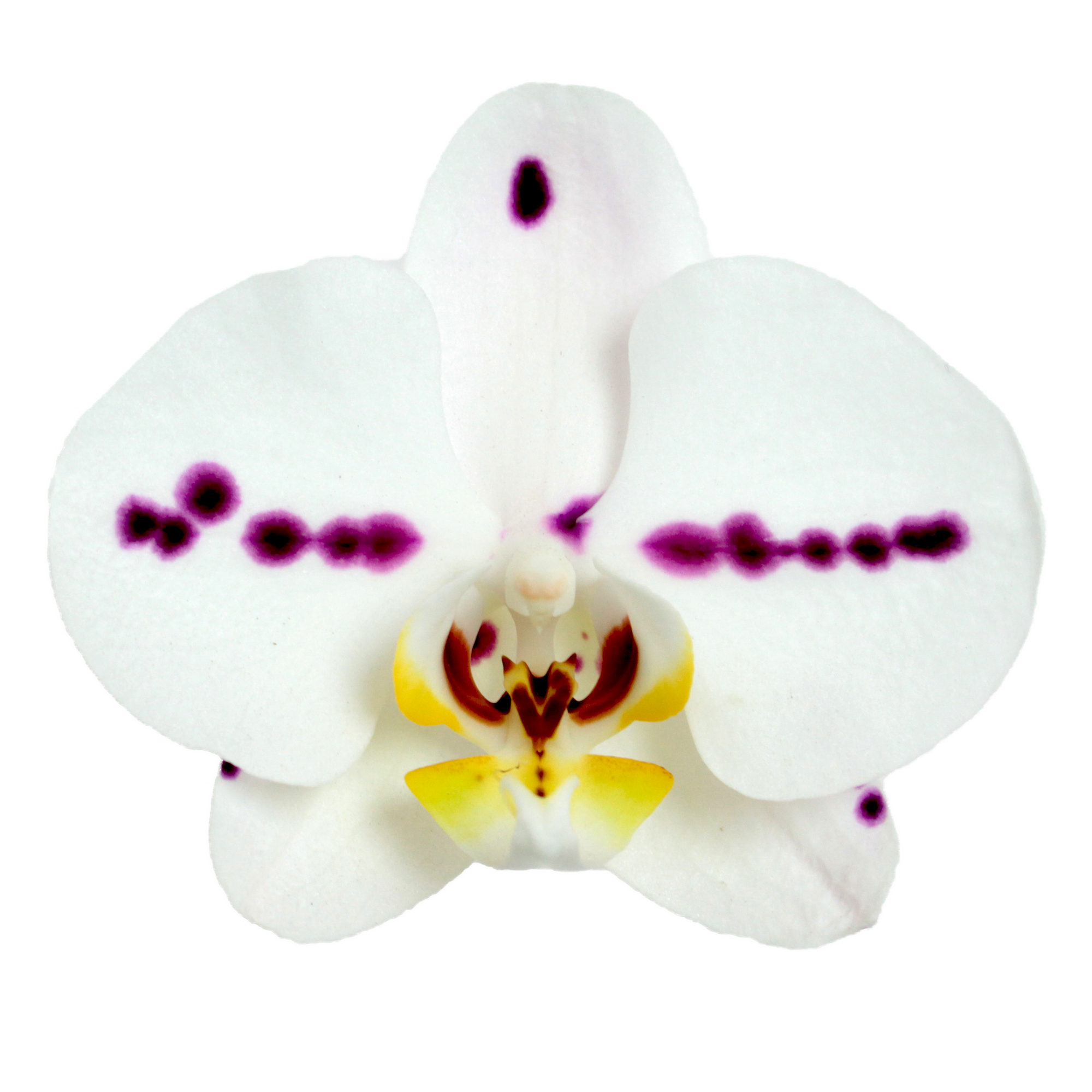 Schmetterlingsorchidee 2 Rispen weiß mit Kuhflecken 12 cm Topf + product picture