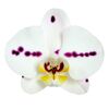 Schmetterlingsorchidee 2 Rispen weiß mit Kuhflecken 12 cm Topf