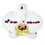 Verkleinertes Bild von Schmetterlingsorchidee 2 Rispen weiß mit Kuhflecken 12 cm Topf