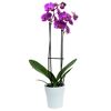 Schmetterlingsorchidee 2 Rispen violett 12 cm Topf