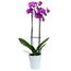 Schmetterlingsorchidee 2 Rispen violett 12 cm Topf