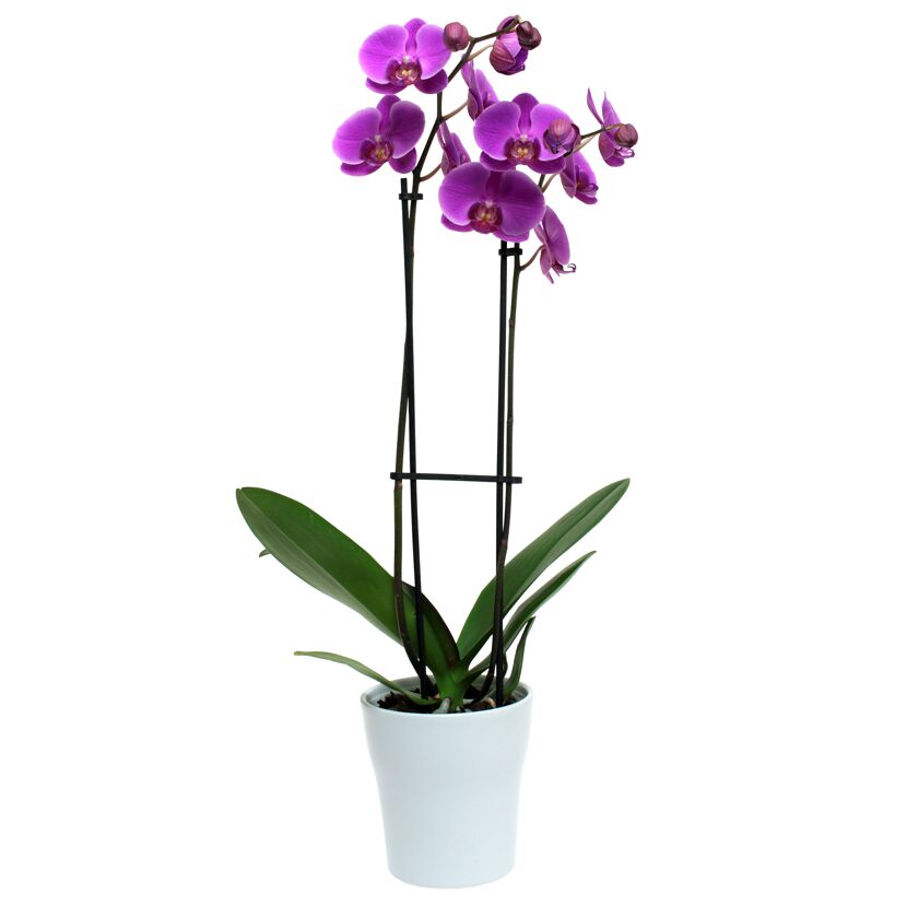 Schmetterlingsorchidee 2 Rispen violett 12 cm Topf