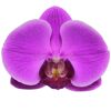 Schmetterlingsorchidee 2 Rispen violett 12 cm Topf