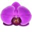 Schmetterlingsorchidee 2 Rispen violett 12 cm Topf