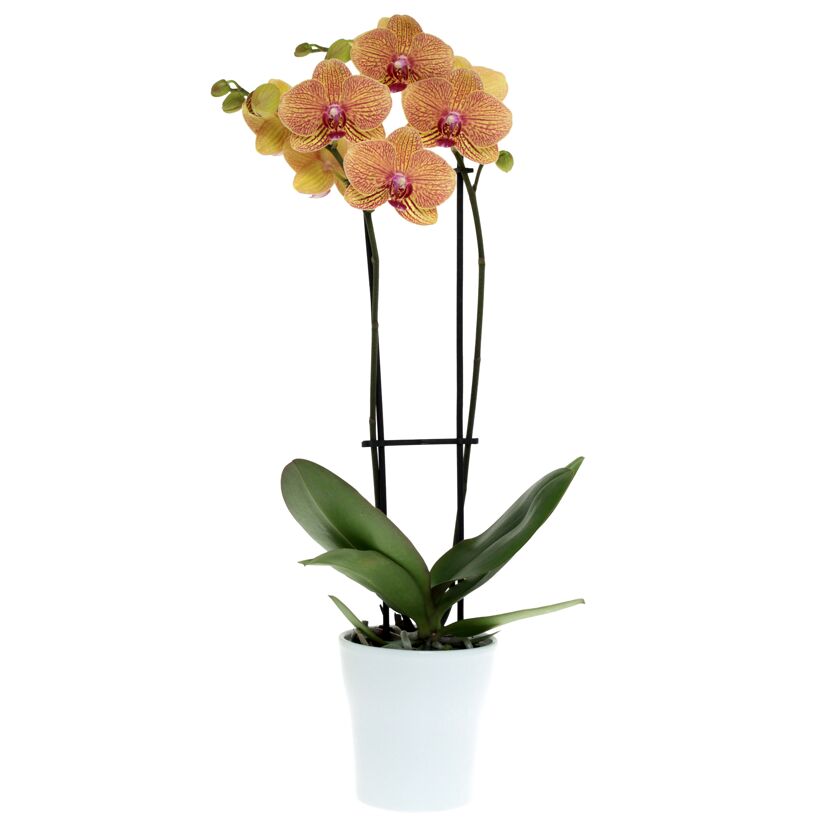 Schmetterlingsorchidee 2 Rispen orange 12 cm Topf
