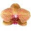 Schmetterlingsorchidee 2 Rispen orange 12 cm Topf