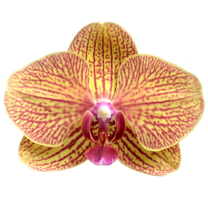 Schmetterlingsorchidee 2 Rispen orange 12 cm Topf
