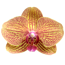 Verkleinertes Bild von Schmetterlingsorchidee 2 Rispen orange 12 cm Topf