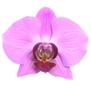 Schmetterlingsorchidee 2 Rispen rosa mit violettem Auge 12 cm Topf
