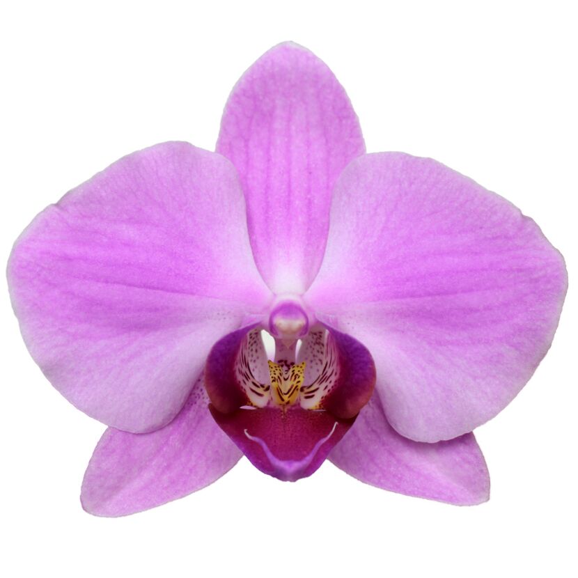 Schmetterlingsorchidee 2 Rispen rosa 12 cm Topf