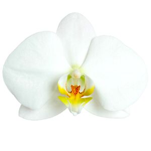 Schmetterlingsorchidee 2 Rispen weiß mit gelbem Auge 12 cm Topf