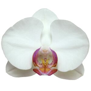 Schmetterlingsorchidee 2 Rispen weiß mit violettem Auge 12 cm Topf