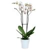 Schmetterlingsorchidee 2 Rispen weiß mit violettem Auge 12 cm Topf